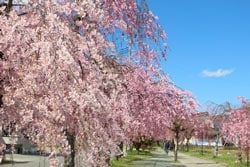 桜咲き乱れる三春の滝桜など