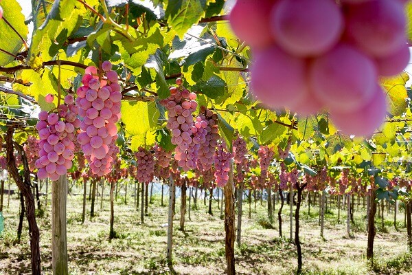 山梨県 ショッピング枠 クレジットカード現金化 買取 業者